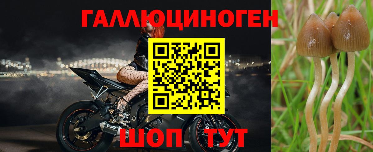 Псилоцибиновые грибы Magic Shrooms  Вход с VPN  где можно купить   Зеленодольск  Псилоцибиновые грибы Psilocybine cubensis 